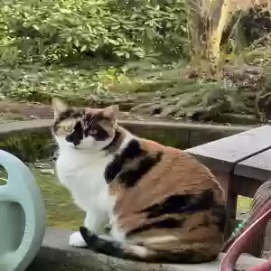 lost female cat caly