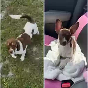 lost male dog burrito