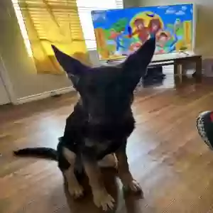 lost male dog unknown