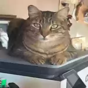 lost male cat buddy