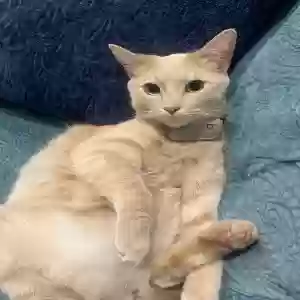 lost female cat taffy
