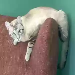 lost male cat cloud