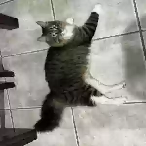 lost male cat unknown