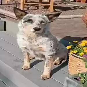 found female dog unknown