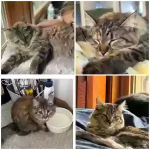 lost female cat bella
