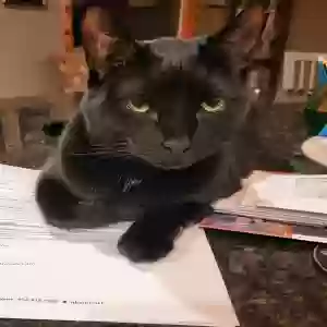 lost female cat little foot