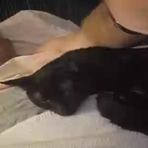 lost male cat mateo