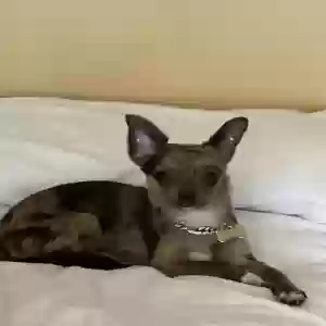 lost female dog pebbles