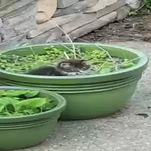 lost unknown cat munchkin