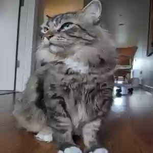lost male cat kuza