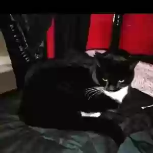 lost female cat gwen