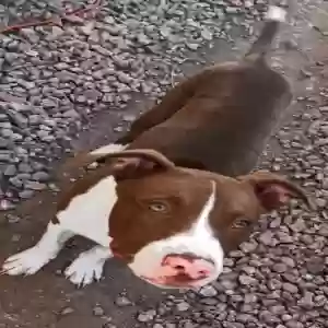 lost male dog west