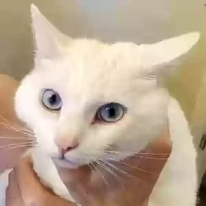 lost male cat al
