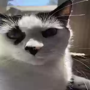 lost male cat anakin