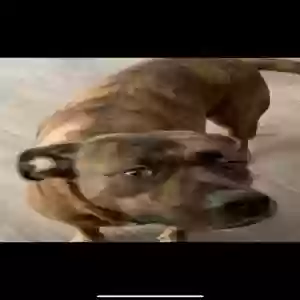 lost female dog amor