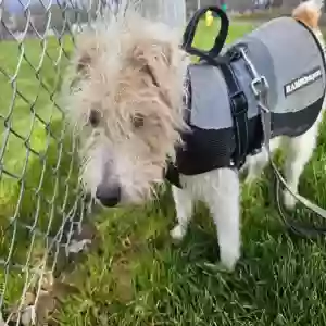 lost male dog bambam