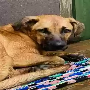 lost male dog unknown