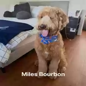 lost male dog miles bourbon