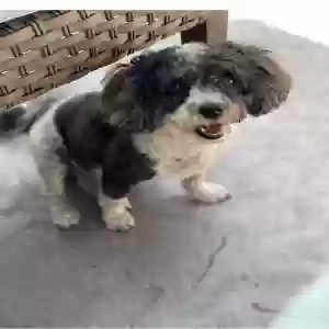 lost female dog sophia