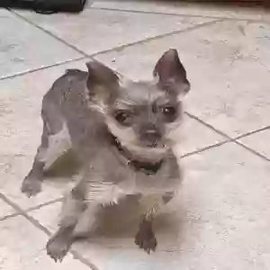 lost male dog toolie