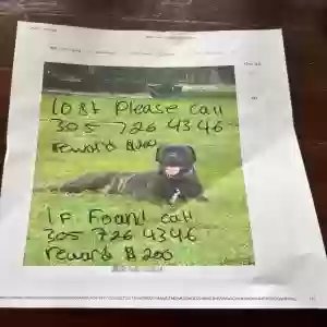 lost female dog unknown