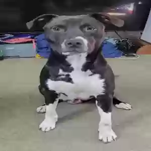 lost male dog timmy