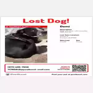 lost female dog demi