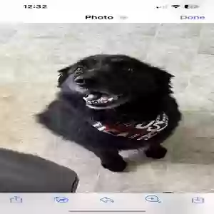 lost male dog teddy