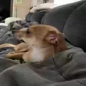 lost female dog mimi