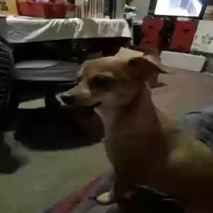 lost female dog mimi