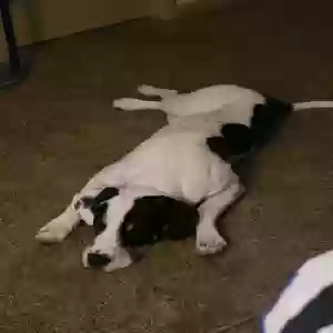 lost male dog winston
