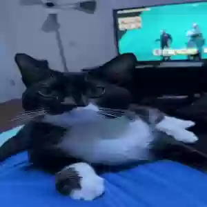 lost male cat mamba