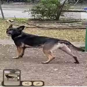 lost female dog renasme