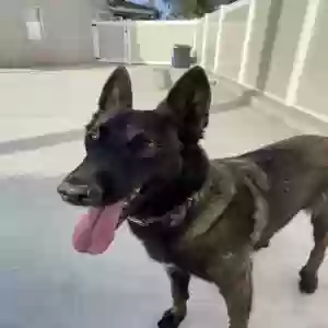 lost female dog mika