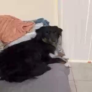 lost female dog honey/durgona