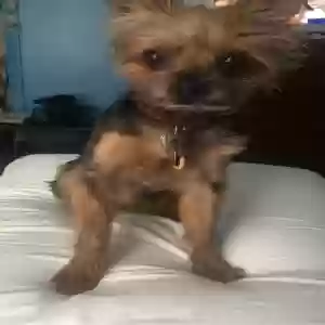 lost male dog unknown