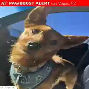 lost male dog louis
