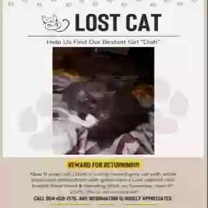lost female cat unknown
