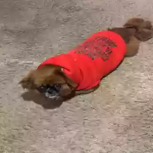 lost male dog ace