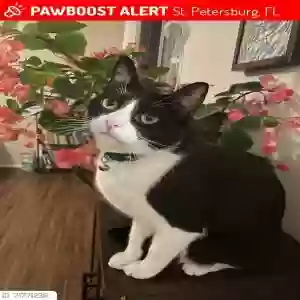 lost female cat lua