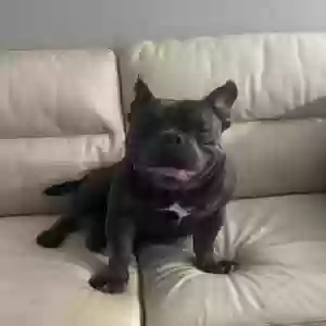 lost male dog luigi