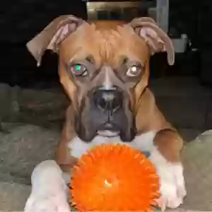 lost male dog bruno