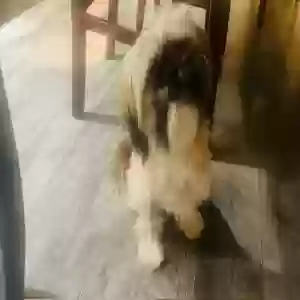 lost female dog tita