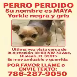 lost female dog maya