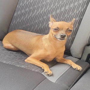 lost female dog yuki