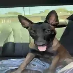 lost male dog rogu