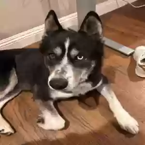 lost male dog river