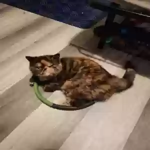 lost female cat tequila