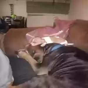 lost female dog lucy