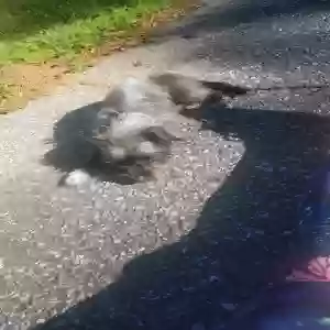 lost female dog bella
